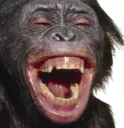 monkeykek