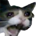 soulcat