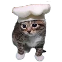 cat_LeChef_CC cat_LeChef_CC