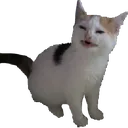 cat_nolike_cc