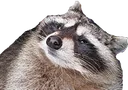 Trashpandawhat