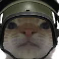 AltynCat