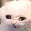sadcat