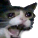:cat_devastated: Discord Emote