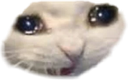 :cat_sad: Discord Emote