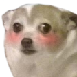 :dog_blush: Discord Emote