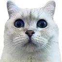 DiegoBruh