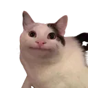A_stupidcat