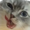 chaotic_cat