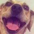 wolfex2Browniemutt
