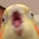 AAAA