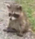 sadraccoon