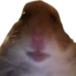 HamsterStare