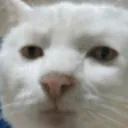 STFUCat Discord Emoji