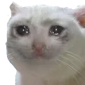 poor_cat Discord Emoji