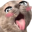 AhegaoCat Discord Emoji