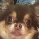 :ratdog: Discord Emote