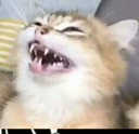 sc_Meowhaha Discord emoji