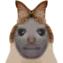 npogopn npogopn
