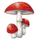 Shrooms