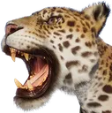 JaguarRoar JaguarRoar