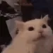 catscreamyes