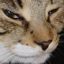 SuspCat