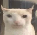 SCnotacat2 SCnotacat2