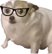 SmolNerd