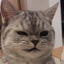 catew Discord emoji