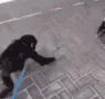 monkeyHug
