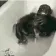 ChimpOut
