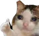 CatThumbsUp