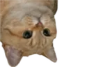 chatreverse