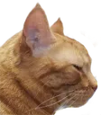 RocketCat