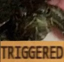 TE_TriggerdTurtle