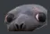 seal1