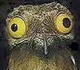 owly