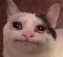 sadPoliteCat sadPoliteCat