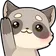 raccoonhi raccoonhi