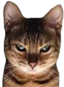 Catastrophe_EvilCat