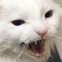 bitHangry