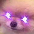 WokeDoggo WokeDoggo