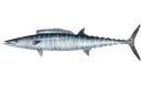 Wahoo