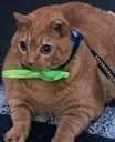 chonk_cat