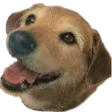 andyre1Max