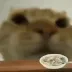 HGcateat HGcateat