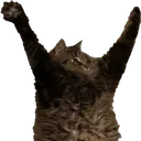 Kittypraise