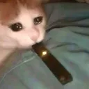 catJuul catJuul