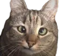 cat_Derp_CC